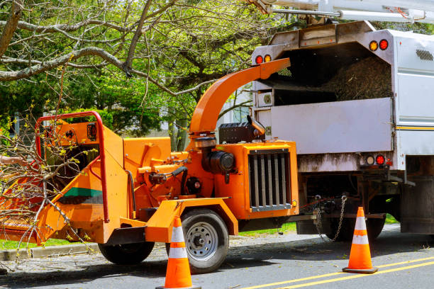 Reliable Dale City, VA Tree Removal and Landscaping Services Solutions